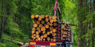 Наглядова рада зобов’язала ДП "Ліси України" провести аудит фінансової звітності з 2022 року ліс