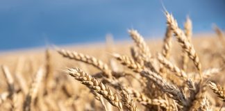 Минсельхоз снизил прогноз урожая зерновых на 5%