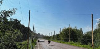 На Сумщині над дорогами зводять "антидронові тунелі": Генштаб показав процес – фото