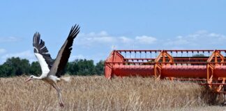 В Україні зібрали близько 30 мільйонів тонн зерна нового врожаю