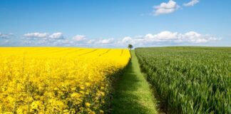В Україні зібрано більше 3,3 млн тонн ріпаку
