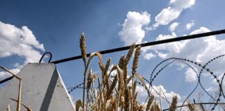В Україні завершився збір врожаю пшениці
