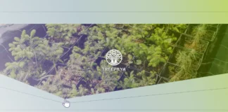Стартап дня: Treepilya — ініціатива проти зміни клімату через екологічне лісове господарство