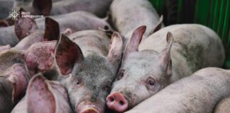 Росіяни здійснили атаку дронами на ферму в Харківській області: загинуло 13 000 свиней, фото