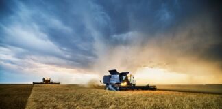 Українські сільгоспвиробники зібрали врожай з 65% площ під зерновими