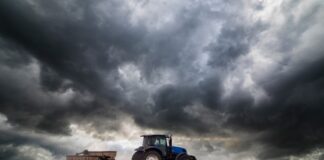Українські фермери засіяли 74% озимих культур