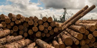 АДПУ закликає зберегти українську деревину для українського виробника деревина