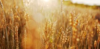 В Україні очікується зростання врожаю на 6%