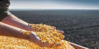 Україна збільшила експорт сільгосппродукції