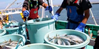 Скандал навколо Тайваню: Китай обмежив імпорт японських морепродуктів