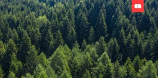 ZAS Ventures вкладає €50 000 в Upwood: на що стартап планує витратити гроші