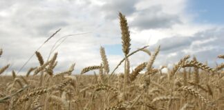 Україна реалізувала лише 50% можливостей з експорту пшениці