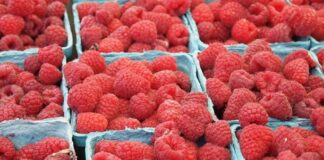 В Україні експорт заморожених ягід зріс на 53,9% за підсумками минулого року, згідно з дослідженням