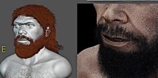 Науковці створили цифрову аппроксимацію обличчя раннього Homo sapiens із Джебель-Ірхуда череп джебель ірхуд