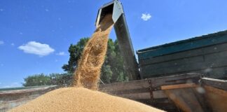 Транзит російського зерна через Латвію зріс у 2,3 раза російське зерно латвія